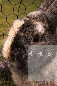 痛恨出轨的女律师