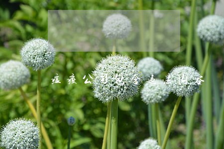 瘟疫公司包含违法内容 瘟疫公司包含违法内容
