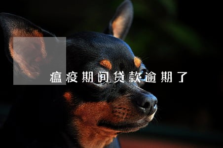 瘟疫期间贷款逾期了 瘟疫期间贷款逾期了