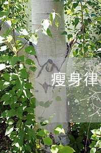 瘦身律师 瘦身律师