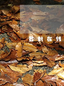 登封在线离婚律师 登封在线离婚律师
