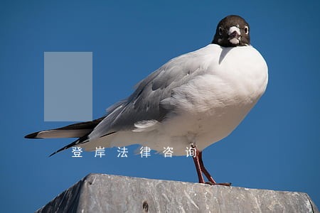 登岸法律咨询 登岸法律咨询