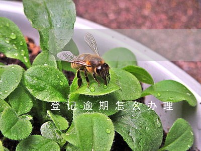 登记逾期怎么办理 登记逾期怎么办理