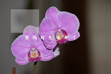 登跃钱包逾期了 登跃钱包逾期了