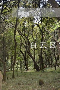 白云区棠景街违法建设整治行动 白云区棠景街违法建设整治行动