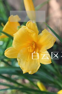 白云区石井街道合同违约赔偿律师 白云区石井街道合同违约赔偿律师