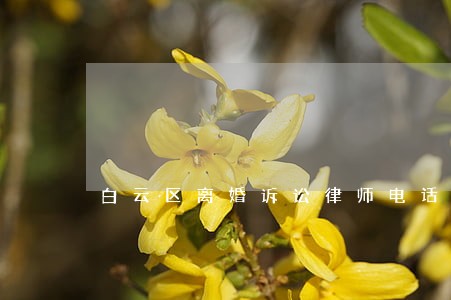 白云区离婚诉讼律师电话
