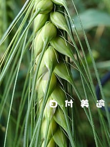 白付美逾期多久会给家里人打电话 白付美逾期多久会给家里人打电话