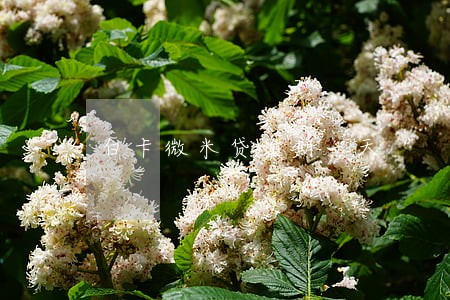 白卡微米贷逾期一天 白卡微米贷逾期一天