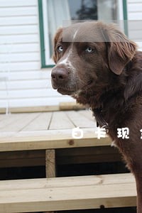白卡现金逾期不还会怎么样 白卡现金逾期不还会怎么样