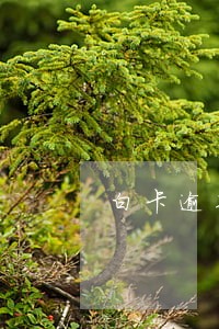 白卡逾期会被告上法庭吗 白卡逾期会被告上法庭吗