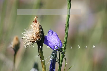 白卡里现金极速卡逾期 白卡里现金极速卡逾期