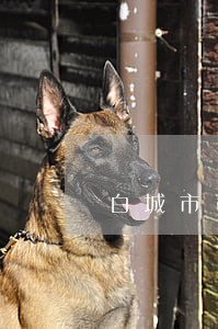 白城市司法局电话 白城市司法局电话
