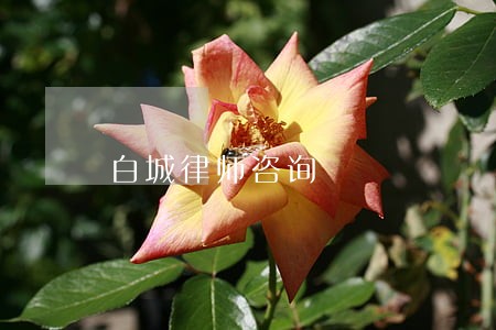 白城律师咨询 白城律师咨询