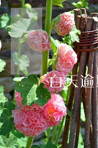 白天逾期会不会失信 白天逾期会不会失信