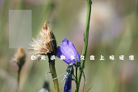 白天逾期多久会上报征信 白天逾期多久会上报征信