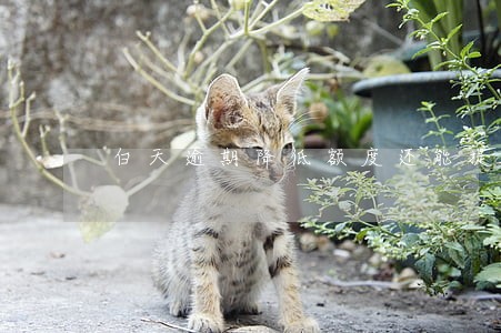 白天逾期降低额度还能提额吗 白天逾期降低额度还能提额吗