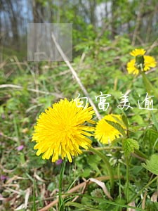 白富美逾期两天 白富美逾期两天