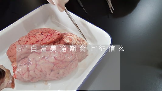 白富美逾期会上征信么 白富美逾期会上征信么