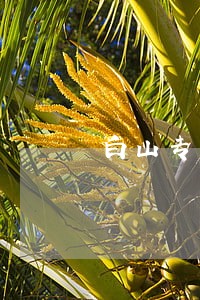 白山专业房产纠纷律师
