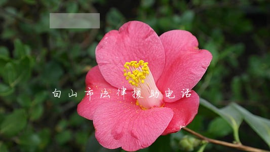白山市法律援助电话 白山市法律援助电话