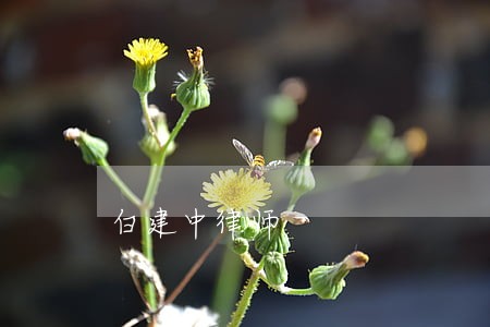 白建中律师 白建中律师