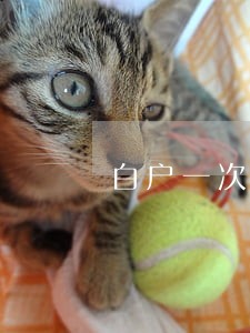 白户一次逾期记录会上征信吗 白户一次逾期记录会上征信吗