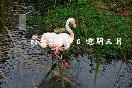 白条2000逾期三月 白条2000逾期三月