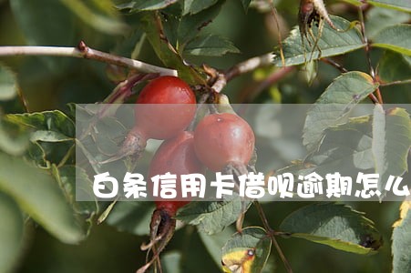 白条信用卡借呗逾期怎么办 白条信用卡借呗逾期怎么办