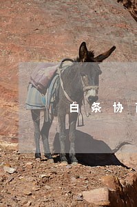 白条协商还款只还本金 白条协商还款只还本金