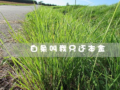 白条叫我只还本金 白条叫我只还本金