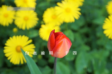 白条逾期一千四 白条逾期一千四
