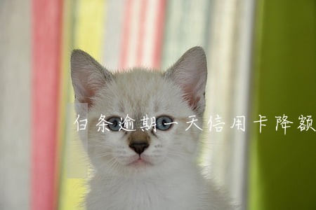 白条逾期一天信用卡降额 白条逾期一天信用卡降额