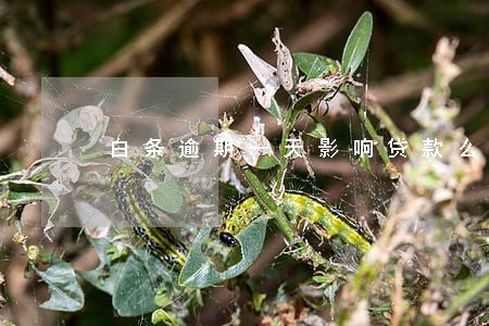 白条逾期一天影响贷款么 白条逾期一天影响贷款么