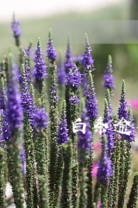 白条逾期了怎么办信用卡 白条逾期了怎么办信用卡
