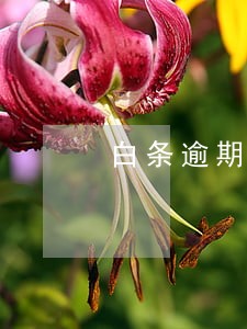 白条逾期会不会不能贷款买房 白条逾期会不会不能贷款买房