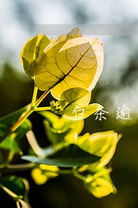 白条逾期会给谁打电话 白条逾期会给谁打电话