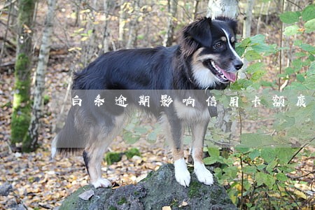 白条逾期影响信用卡额度吗 白条逾期影响信用卡额度吗
