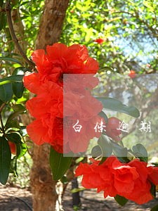 白条逾期政审 白条逾期政审