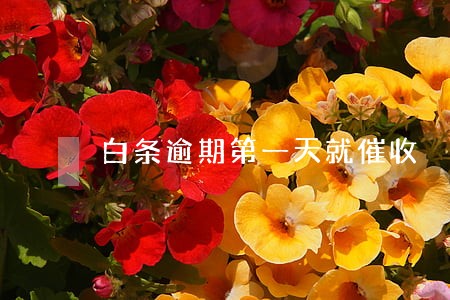 白条逾期第一天就催收 白条逾期第一天就催收