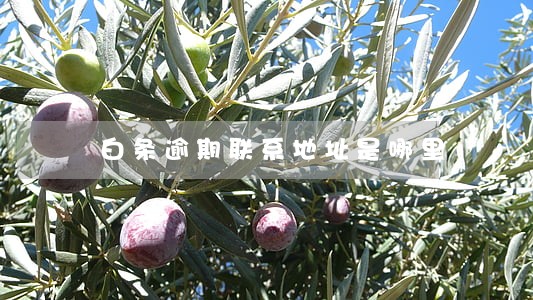 白条逾期联系地址是哪里 白条逾期联系地址是哪里
