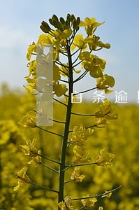 白条逾期让我24小时还清 白条逾期让我24小时还清