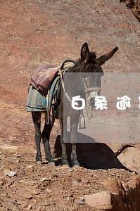 白条逾期过能不能贷款买车 白条逾期过能不能贷款买车