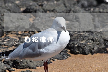 白松律师