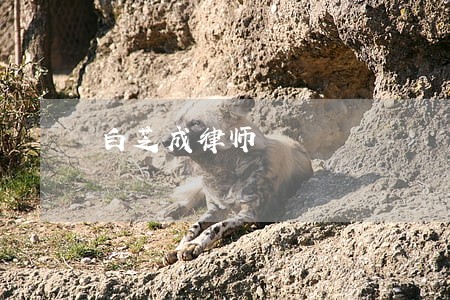 白芝成律师 白芝成律师