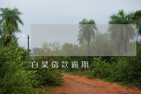 白菜贷款逾期