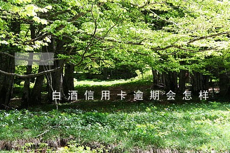 白酒信用卡逾期会怎样 白酒信用卡逾期会怎样