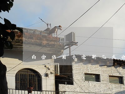白金信用卡逾期几天会影响征信 白金信用卡逾期几天会影响征信
