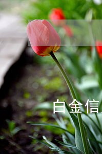 白金信用卡逾期后果是什么 白金信用卡逾期后果是什么