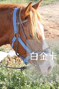 白金卡逾期一周没上征信 白金卡逾期一周没上征信